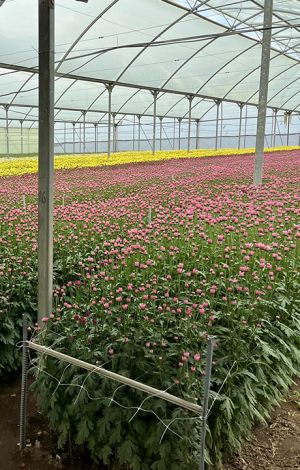 Zami impressie afbeeldingen