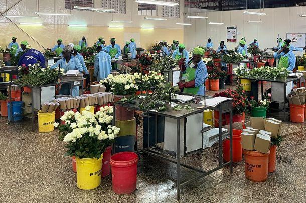 Zami impressie afbeeldingen