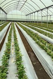 Zami impressie afbeeldingen