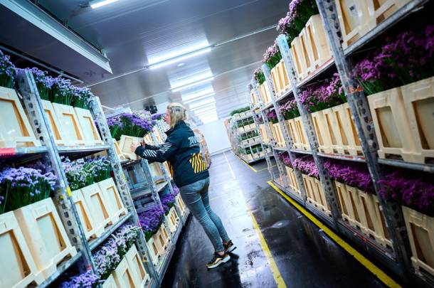 Zami impressie afbeeldingen